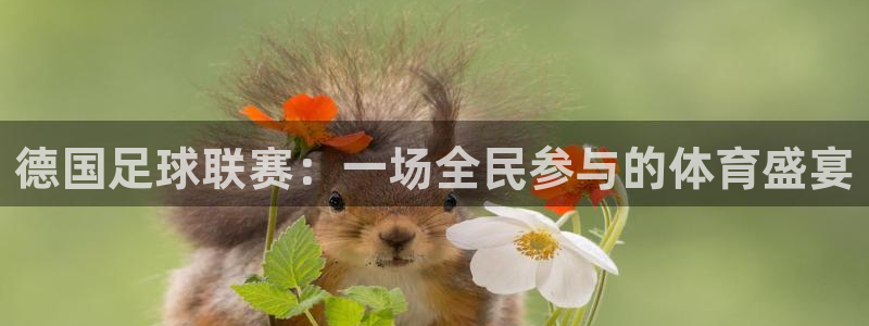 蓝鲸直播苹果下载：德国足球联赛：一场全民参与的体育盛宴