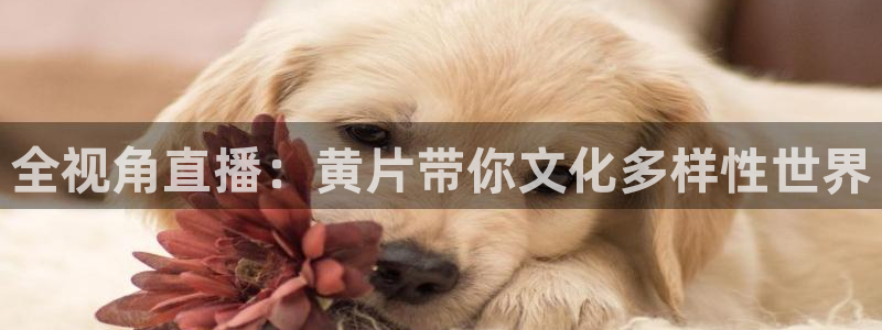 蓝鲸直播体育免费观看：全视角直播：黄片带你文化多样性世界