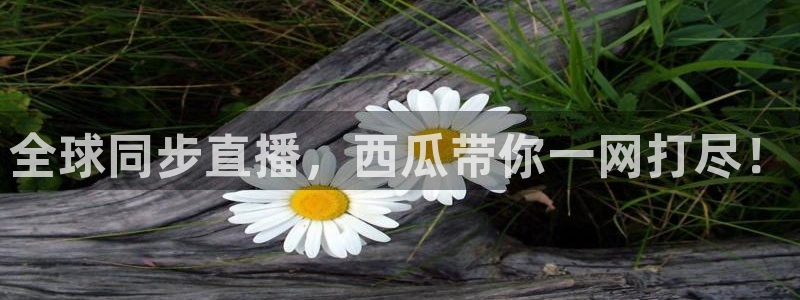 蓝鲸电商直播：全球同步直播，西瓜带你一网打尽！